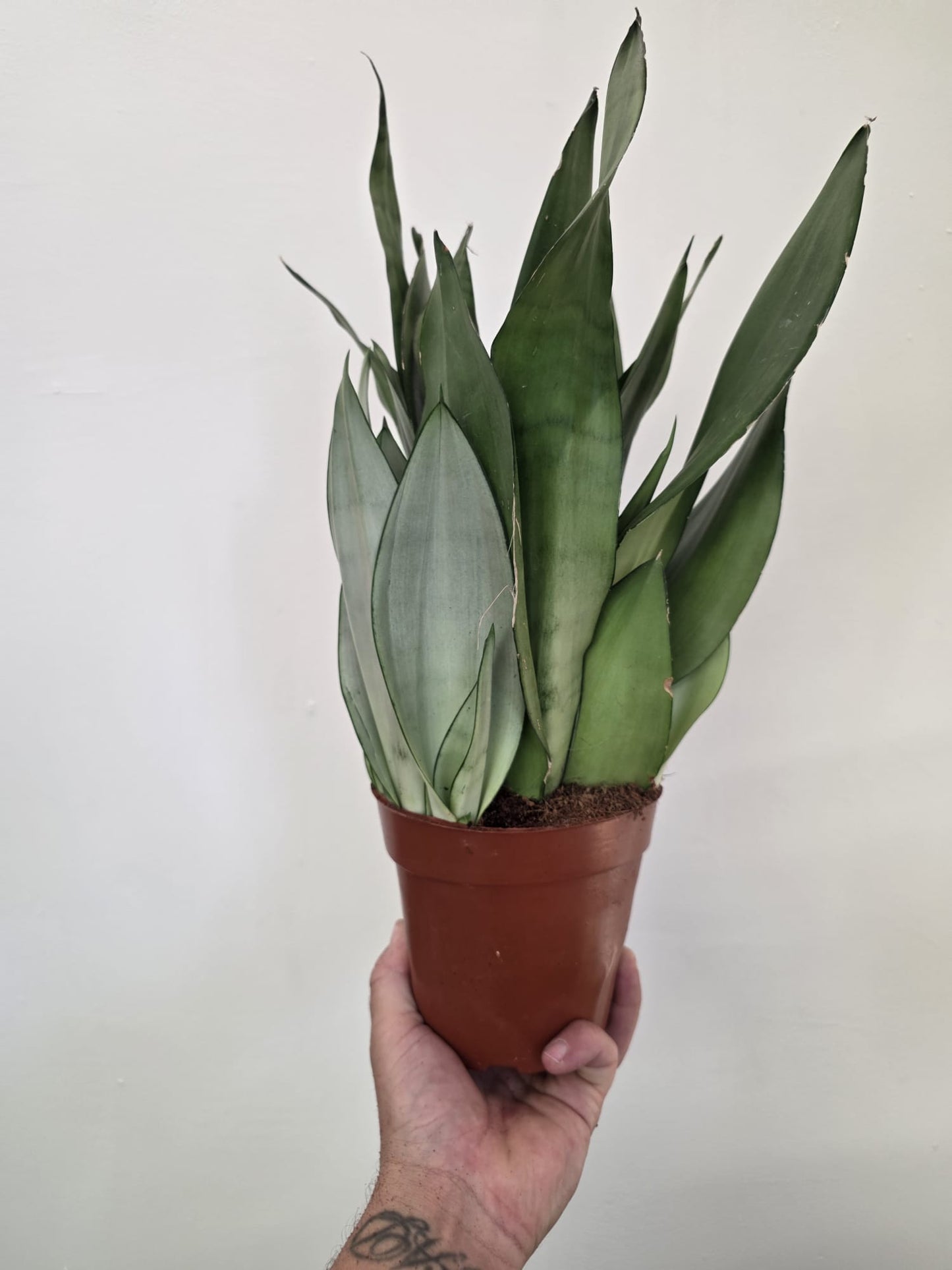 Sansevieria ‘Moonshine’ - Moonshine Snake Plant