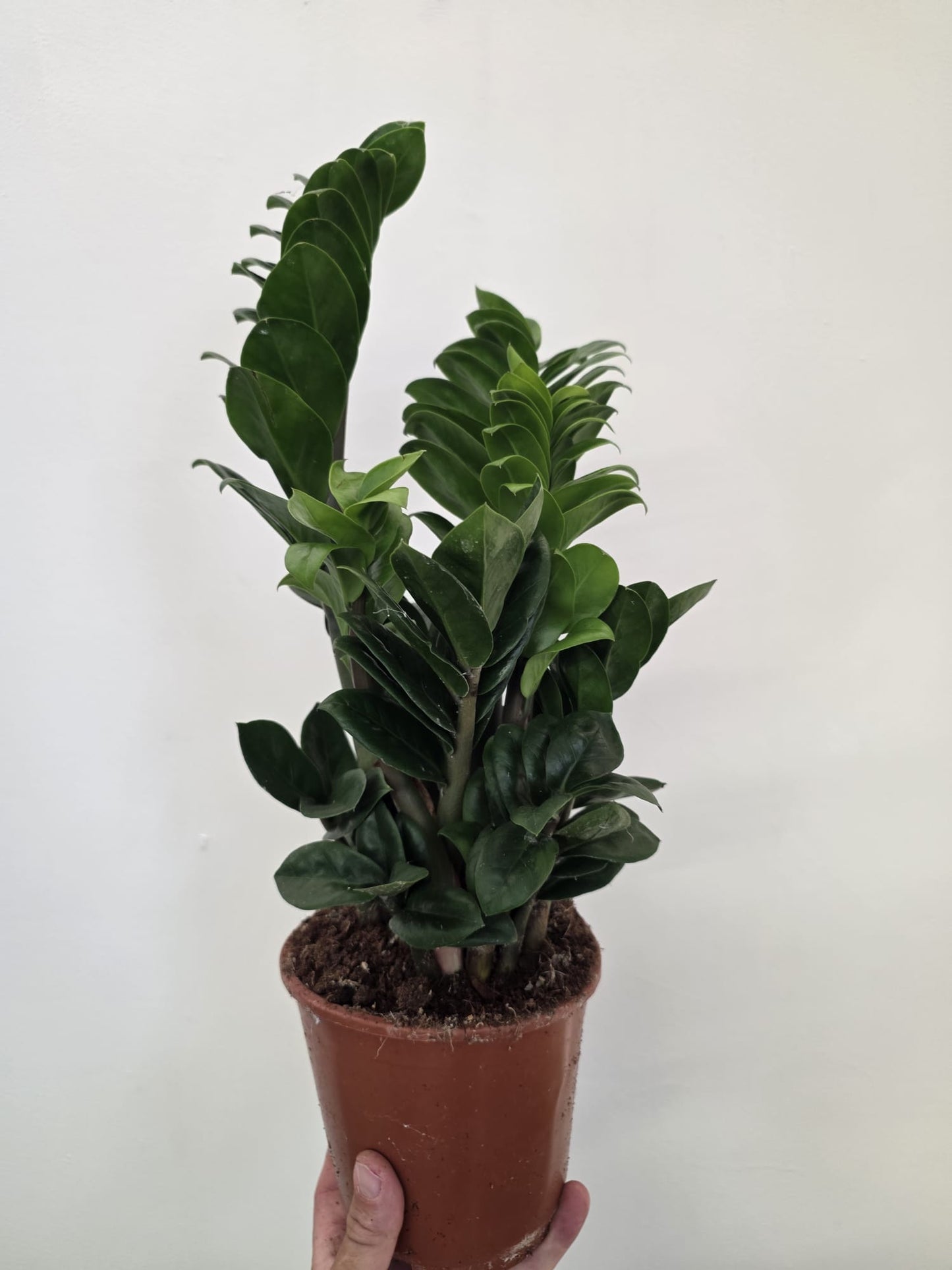 Zamioculcas zamiifolia ‘Zenzi’ | Dwarf ZZ Plant