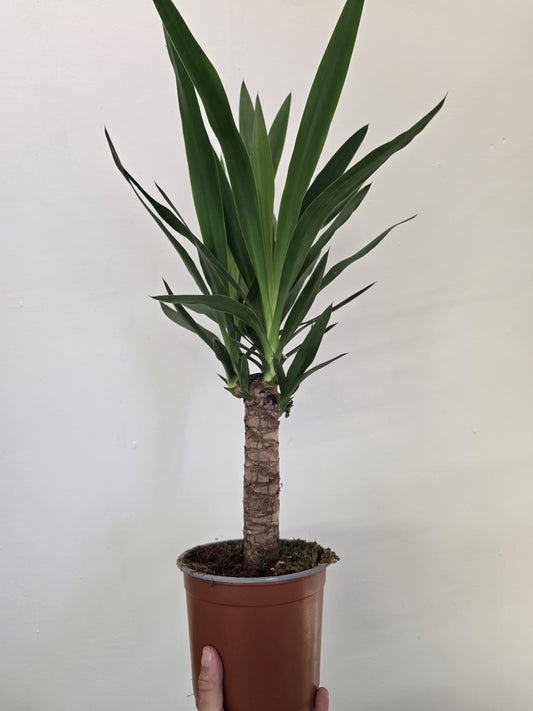 Yucca elephantipes - Spineless Yucca