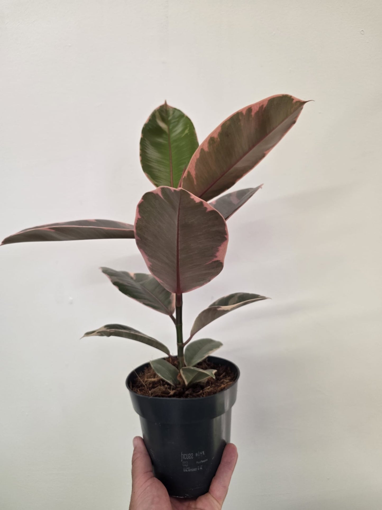Ficus elastica ‘Belize’