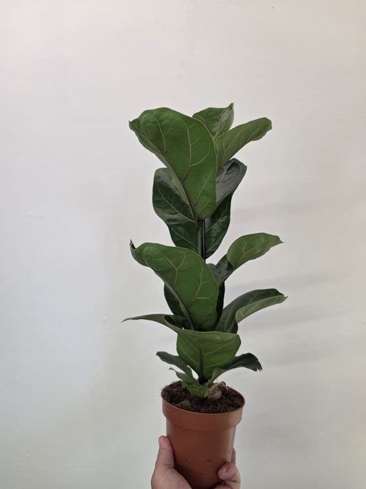 Fiddle Leaf Fig