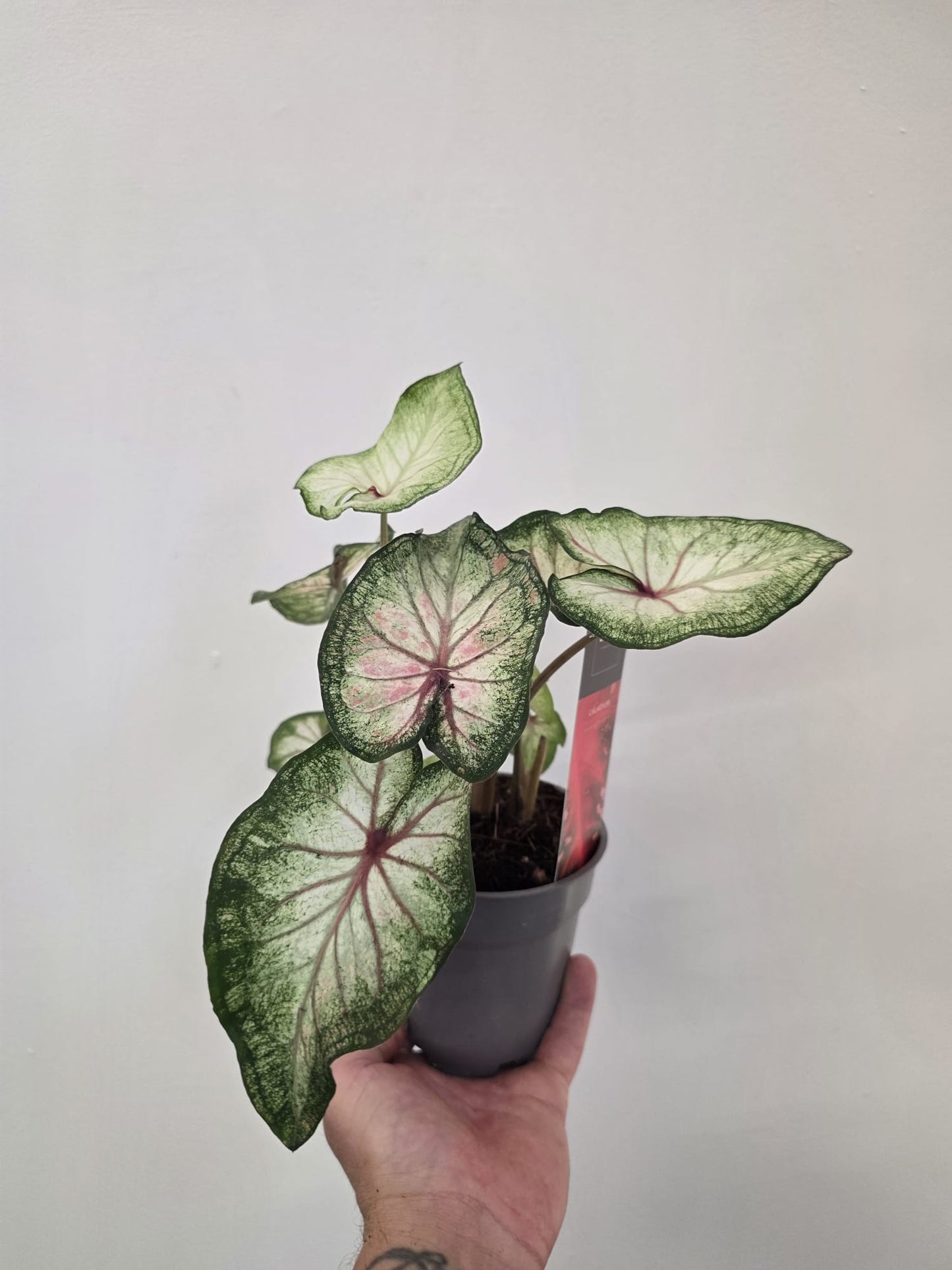 Caladium ‘White Wonder’