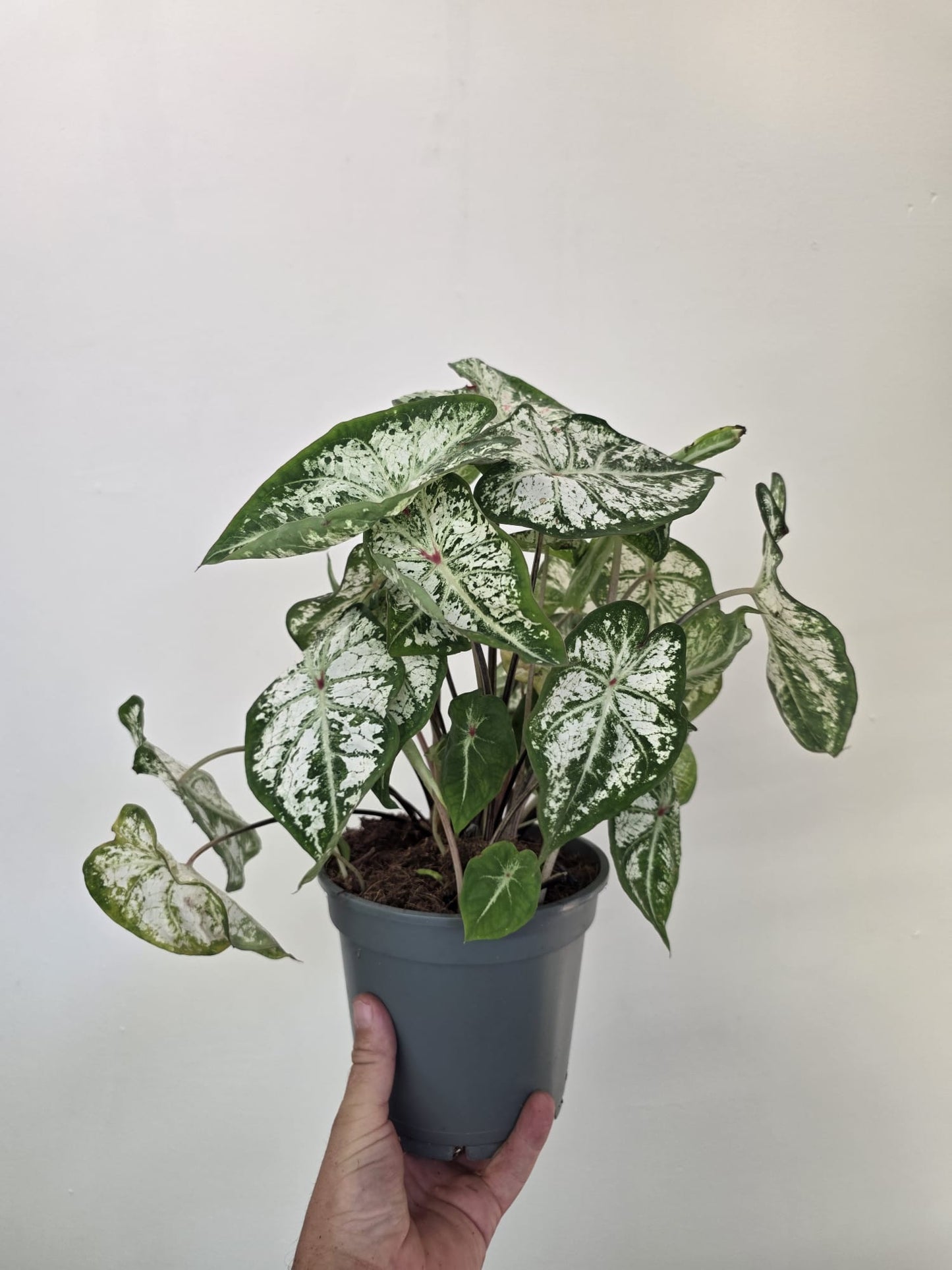 Caladium ‘Snow Flurry’