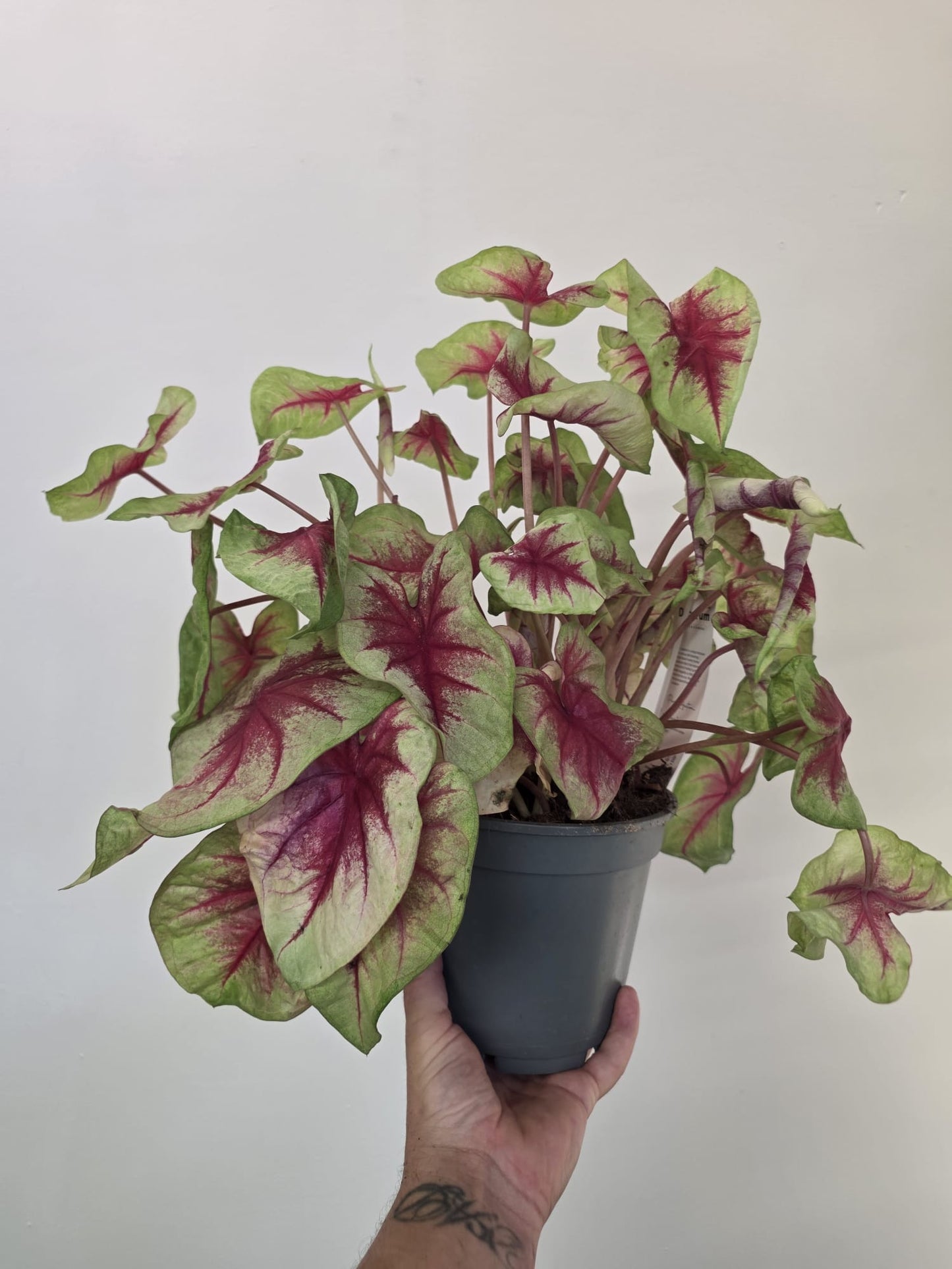 Caladium ‘Lemon Blush’