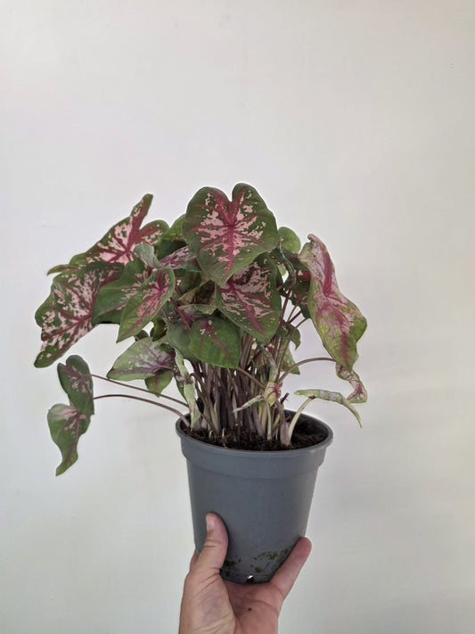 Caladium ‘Carolyn Whorton’