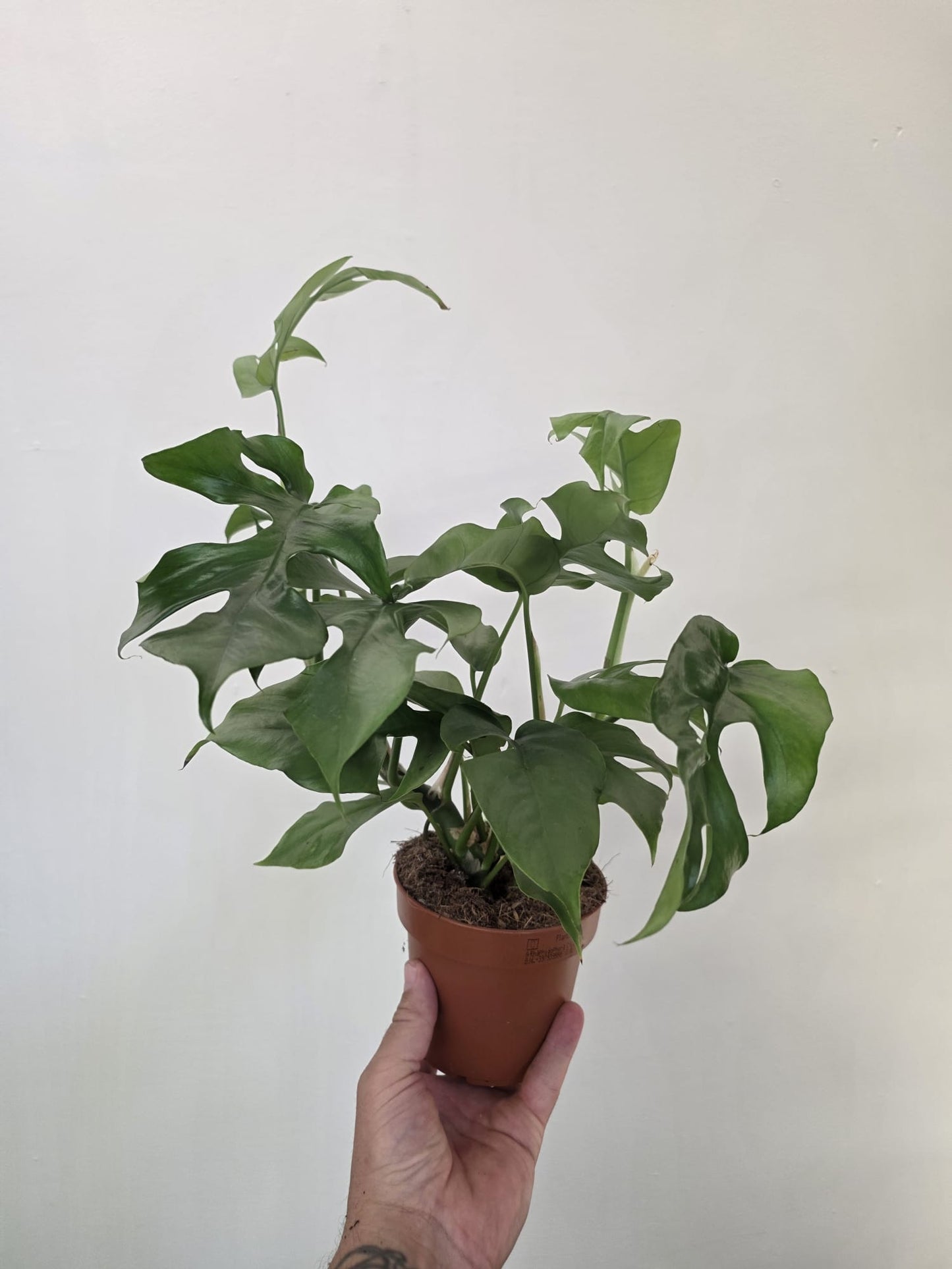 Monstera Minima - Rhaphidophora tetrasperma