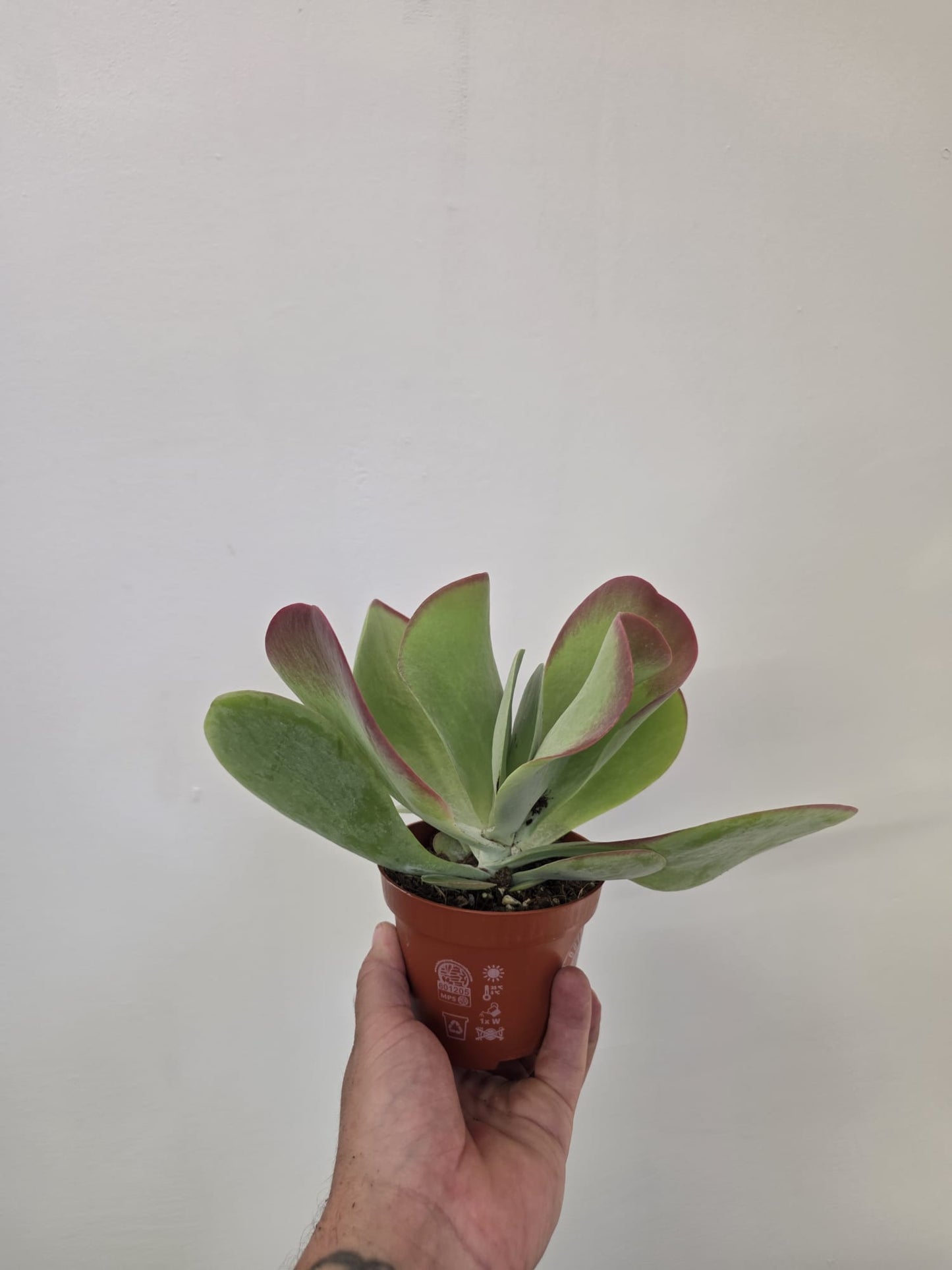Kalanchoe thyrsiflora - Paddle Plant