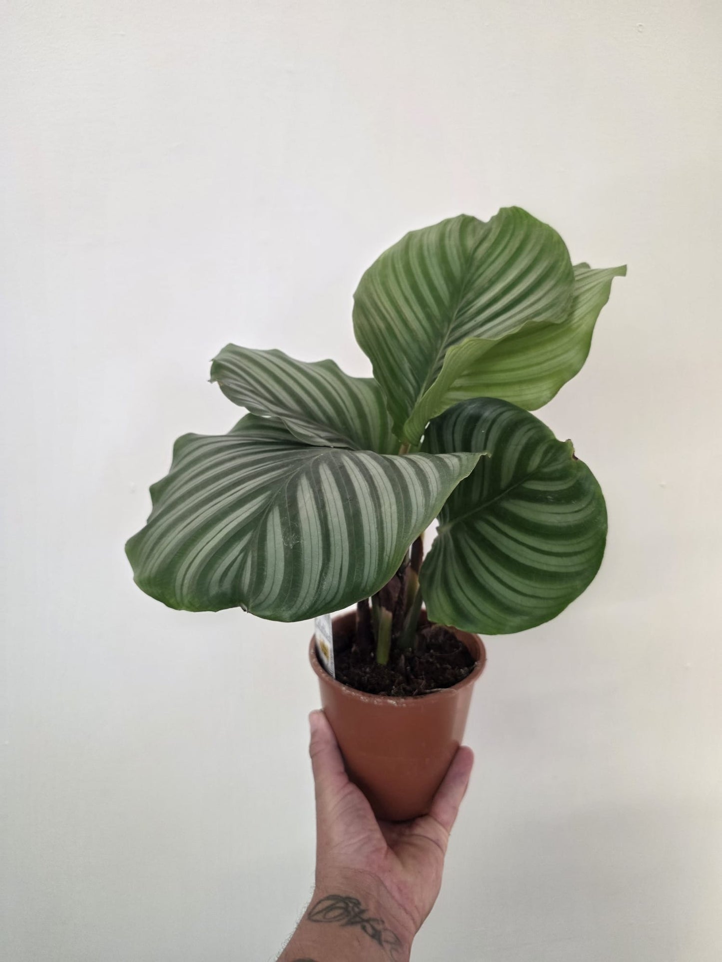 Calathea orbifolia