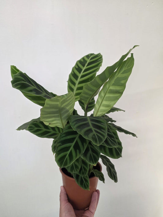 Calathea zebrina