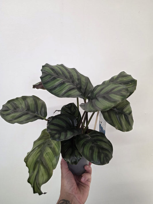 Calathea fasciata