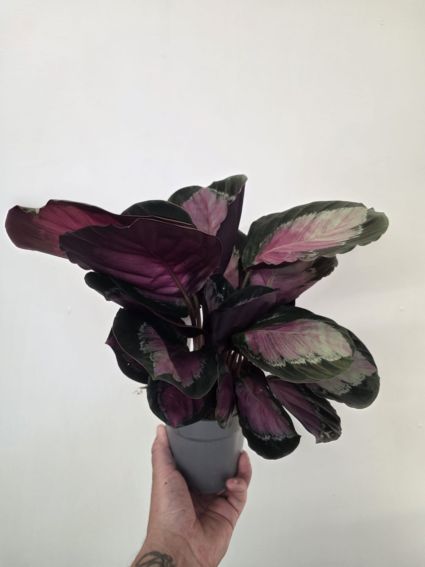 Calathea roseopicta ‘Rosy’