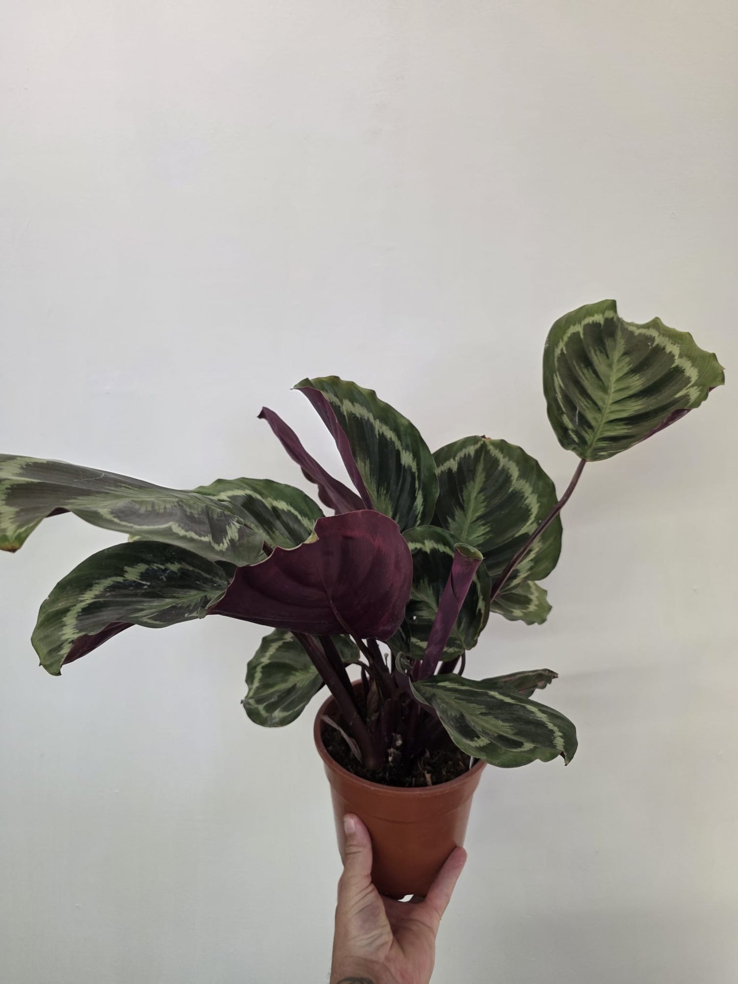 Calathea ‘Medallion’