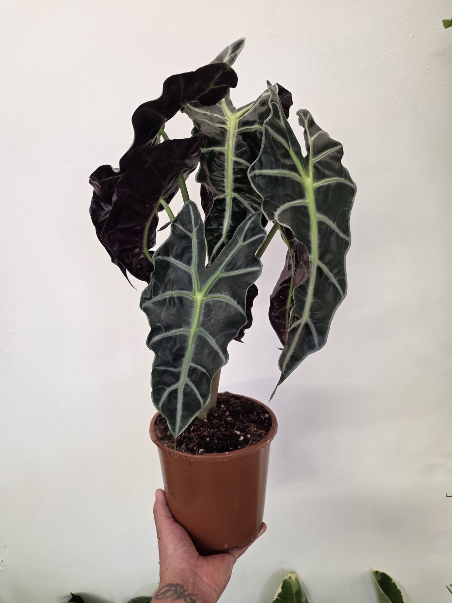 Alocasia ‘Polly’