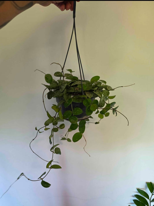 Hoya krohniana ‘Splash’