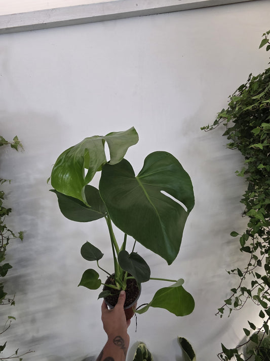 Monstera Deliciosa