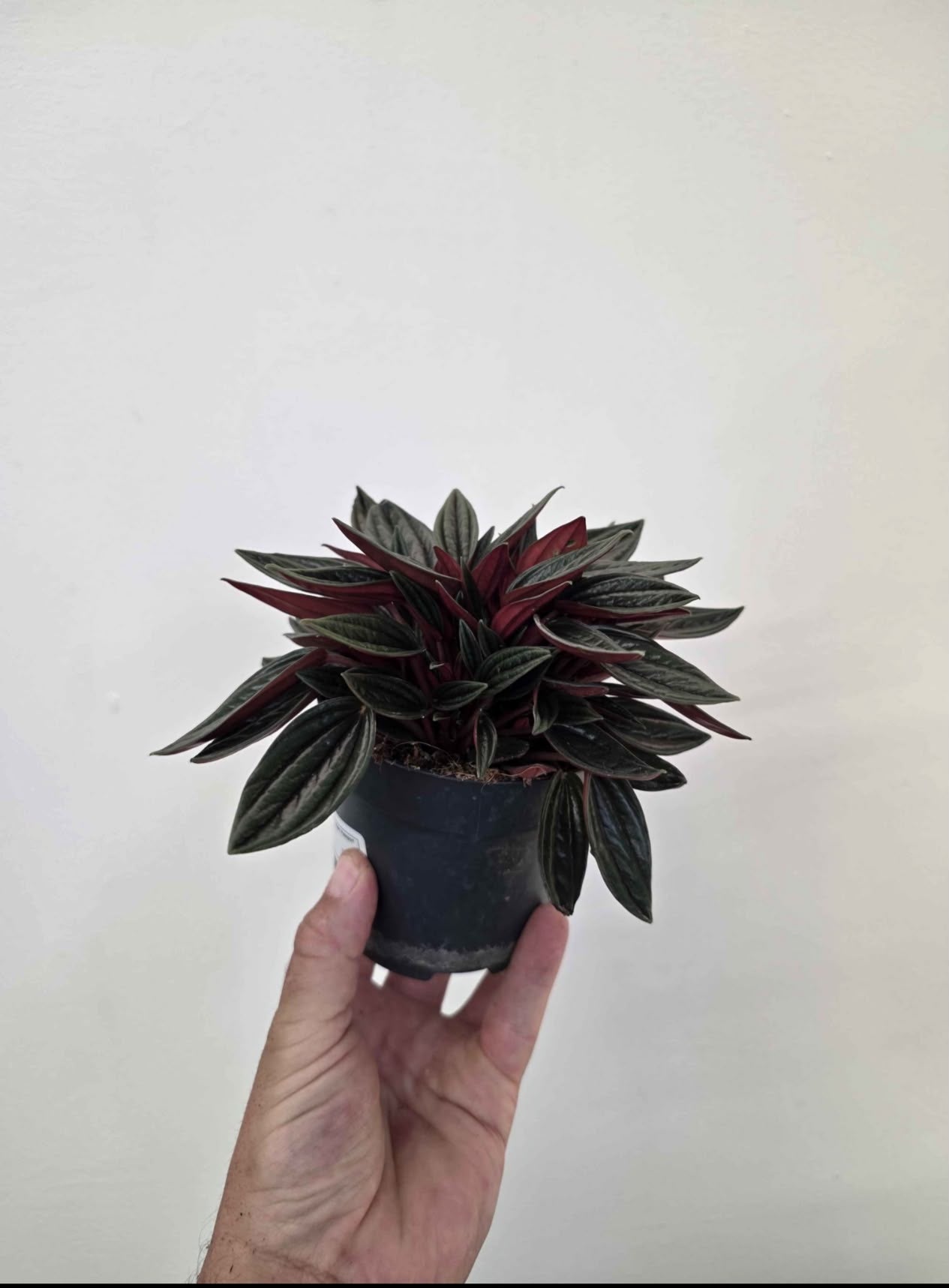 Peperomia caperata ‘Rosso’