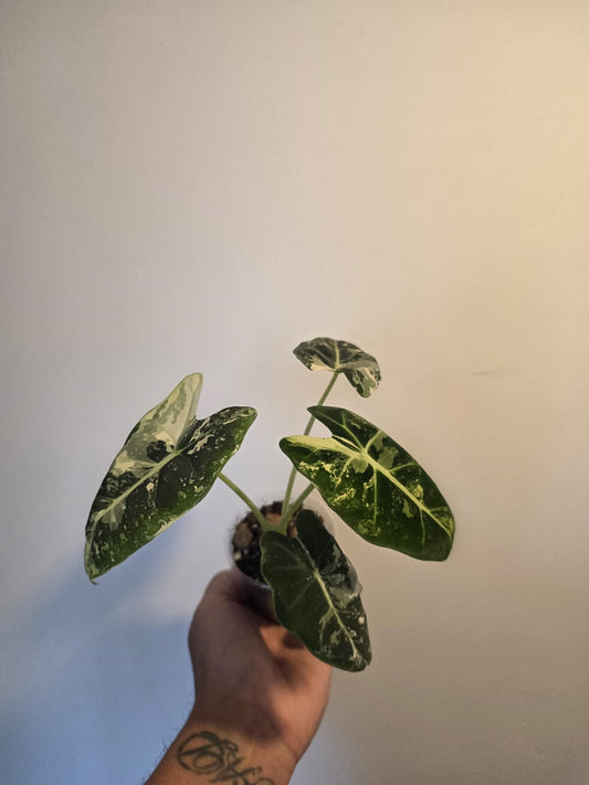 Alocasia 'Frydeck Variegated'