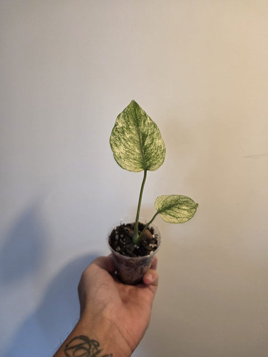 Monstera Deliciosa 'Mint'