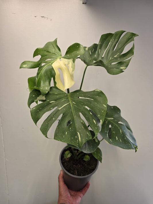 Monstera Thai Constellation
