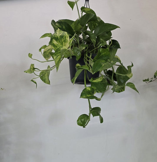 Golden Pothos