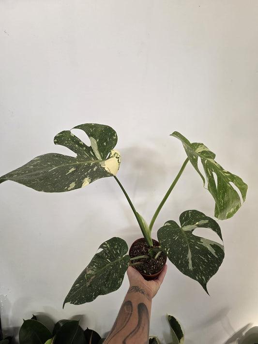 Monstera Thai Constellation