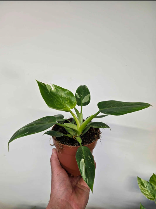 Philodendron 'White Princess'